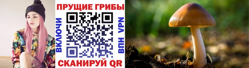 Псилоцибиновые грибы Psilocybine cubensis  Звенигово 
